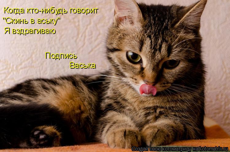 Котоматрица: Когда кто-нибудь говорит "Скинь в аську" Я вздрагиваю Подпись Васька