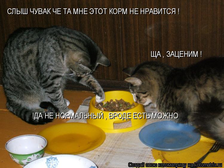 Котоматрица: СЛЫШ ЧУВАК ,ЧТО ТО МНЕ НЕНРАВИТСЯ ЭТОТ КОРМ ! ! ДА НЕ НОРМАЛЬНЫЙ , ВРОДЕ ЕСТЬ МОЖНО !ДА НЕ НОРМАЛЬНЫЙ , ВРОДЕ ЕСТЬ МОЖНО СЛЫШ ЧУВАК ЧЕ ТА МНЕ ЭТО