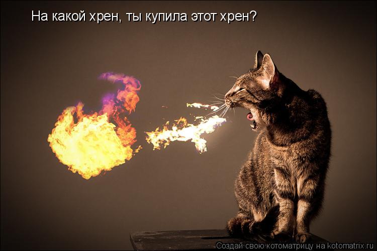 Котоматрица: На какой хрен, ты купила этот хрен?