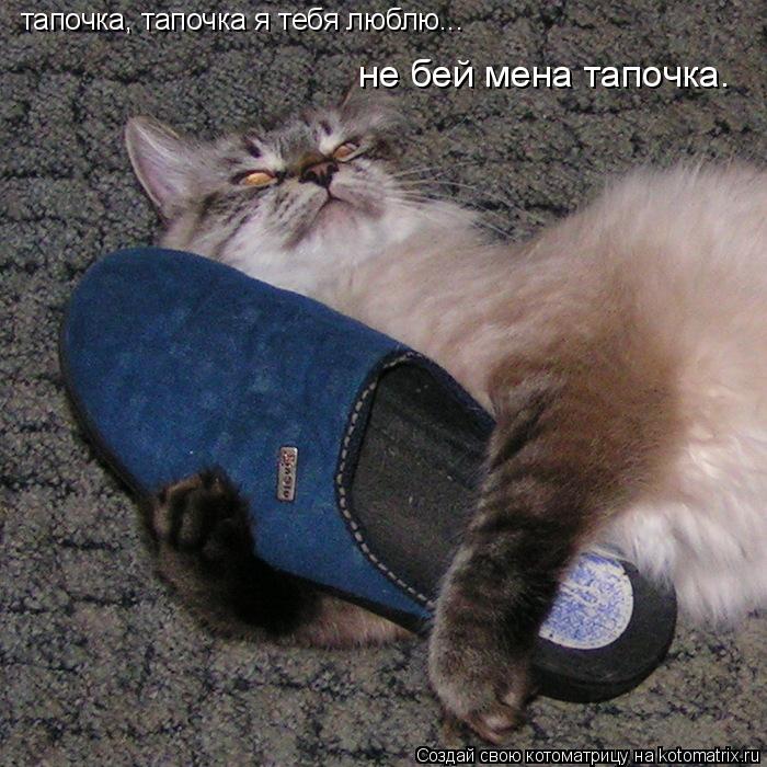 Котоматрица: тапочка, тапочка я тебя люблю... не бей мена тапочка.