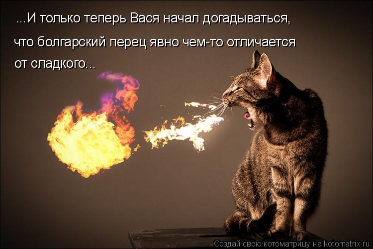 Котоматрица: ...И только теперь Вася начал догадываться, что болгарский перец явно чем-то отличается от сладкого...