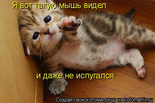 Котоматрица: Я вот такую мышь видел и даже не испугался