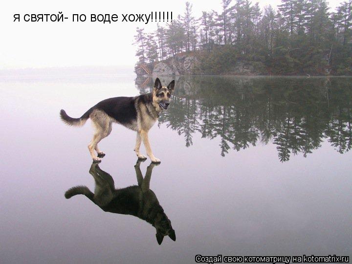 Котоматрица: я святой- по воде хожу!!!!!!