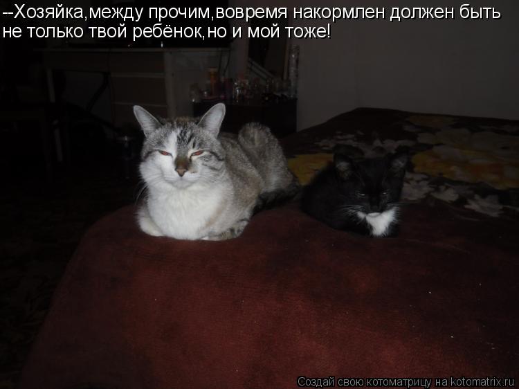 Котоматрица: --Хозяйка,между прочим,вовремя накормлен должен быть не только твой ребёнок,но и мой тоже!