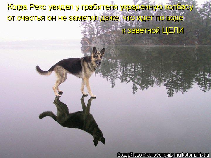 Котоматрица: Когда Рекс увидел у грабителя украденную колбасу от счастья он не заметил даже, что идет по воде к заветной ЦЕЛИ