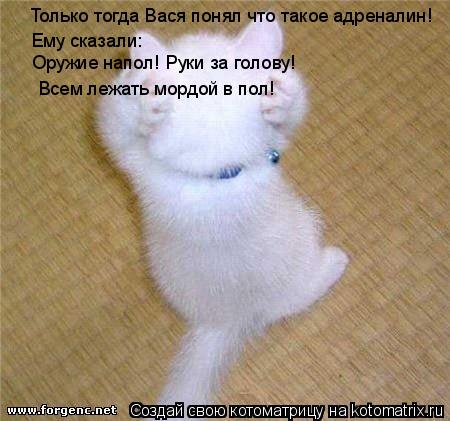 Котоматрица: Только тогда Вася понял что такое адреналин! Ему сказали: Оружие напол! Руки за голову!  Всем лежать мордой в пол!