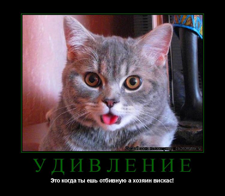Котоматрица: УДИВЛЕНИЕ Это когда ты ешь отбивную а хозяин вискас!