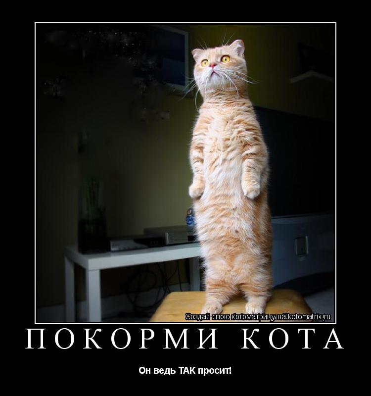 Котоматрица: Покорми кота Он ведь ТАК просит!