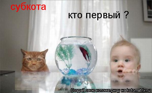 Котоматрица: субкота кто первый ?