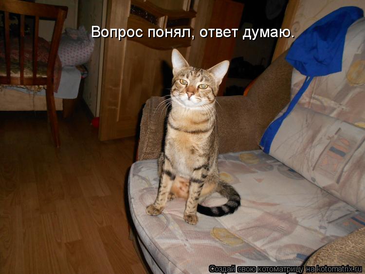 Котоматрица: Вопрос понял, ответ думаю.