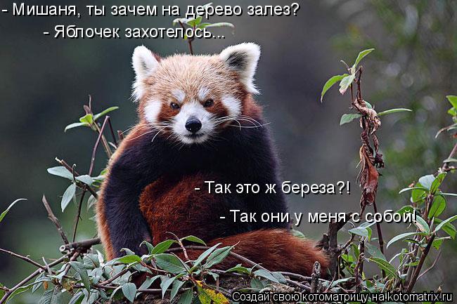 Котоматрица: - Мишаня, ты зачем на дерево залез? - Яблочек захотелось... - Так это ж береза?! - Так они у меня с собой!