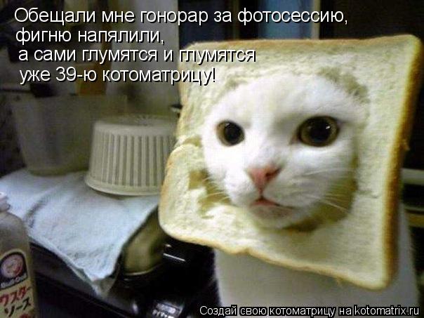 Котоматрица: Обещали мне гонорар за фотосессию, фигню напялили, а сами глумятся и глумятся  уже 39-ю котоматрицу!