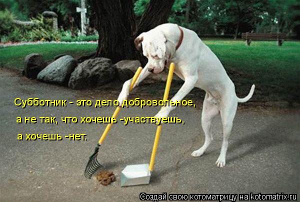 Котоматрица: а хочешь -нет. а не так, что хочешь -участвуешь, Субботник - это дело добровольное,