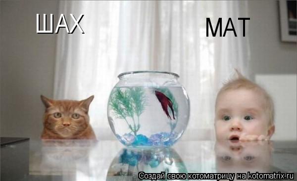 Котоматрица: ШАХ МАТ