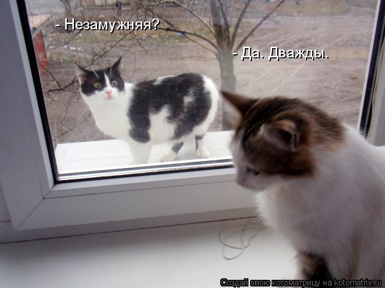 Котоматрица: - Незамужняя? - Да. Дважды.