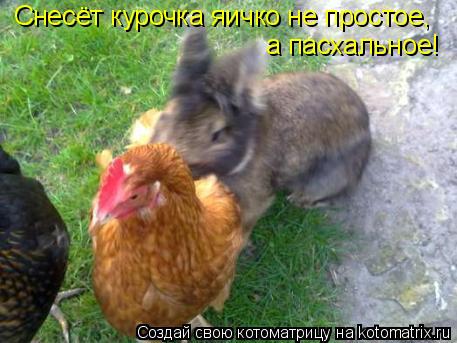 Котоматрица: Снесёт курочка яичко не простое, а пасхальное!