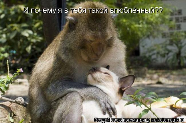 Котоматрица: И почему я в тебя такой влюблённый??