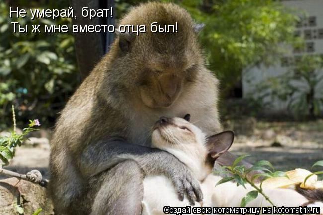 Котоматрица: Не умерай, брат! Ты ж мне вместо отца был!