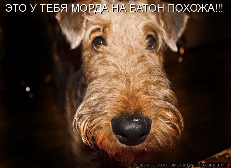 Котоматрица: ЭТО У ТЕБЯ МОРДА НА БАТОН ПОХОЖА!!!