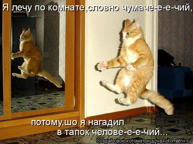 Котоматрица: Я лечу по комнате,словно чумаче-е-е-чий, потому,шо я нагадил  в тапок челове-е-е-чий...