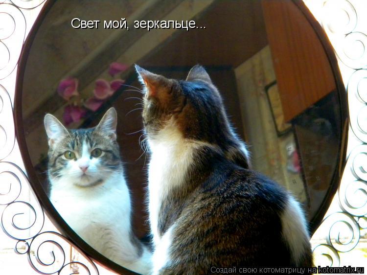 Котоматрица: Свет мой, зеркальце...