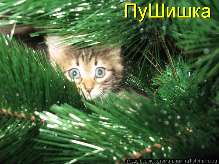 Котоматрица: ПуШишка