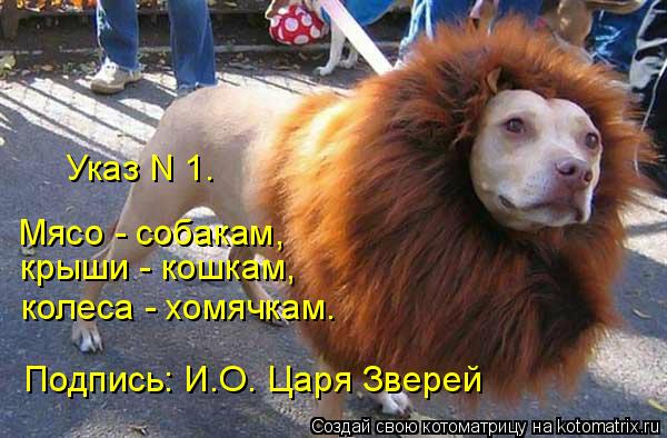 Котоматрица: Указ N 1. Мясо - собакам, крыши - кошкам, колеса - хомячкам. Подпись: И.О. Царя Зверей