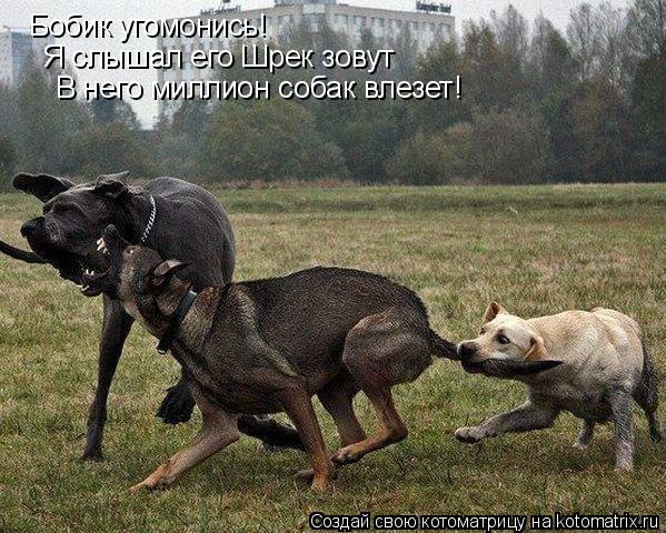 Котоматрица: Бобик угомонись! Я слышал его Шрек зовут В него миллион собак влезет!