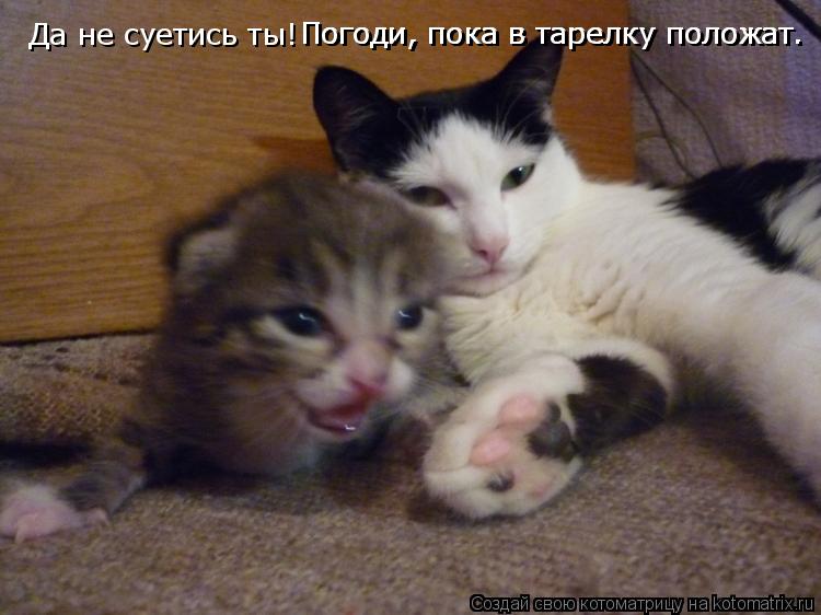 Котоматрица: Да не суетись ты! Погоди, пока в тарелку положат. Погоди, пока в тарелку положат. Погоди, пока в тарелку положат.