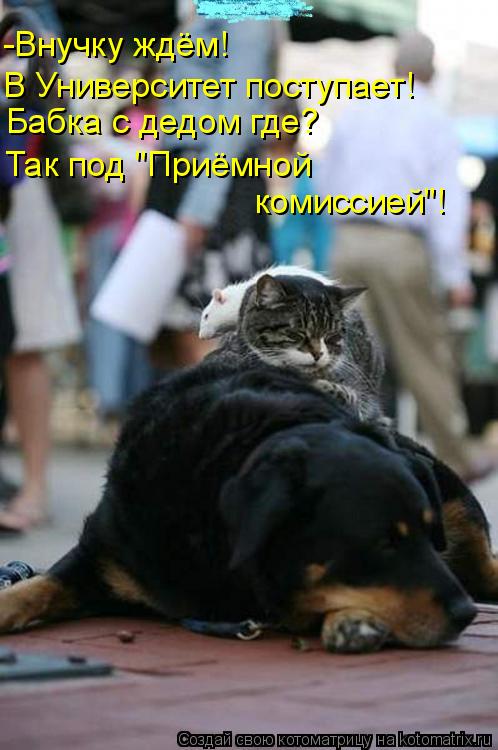 -Внучку ждём! В Университет поступает! Бабка с дедом где? Так под "Приёмной комиссией"!... Котоматрица: -Внучку ждём! В Университет поступает! Бабка с дедом где? Так под "Приёмной комиссией"!