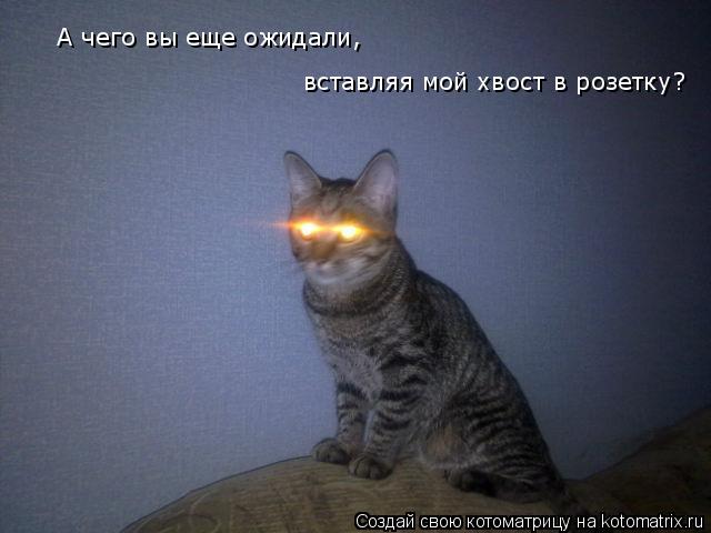 Котоматрица: А чего вы еще ожидали,  вставляя мой хвост в розетку?