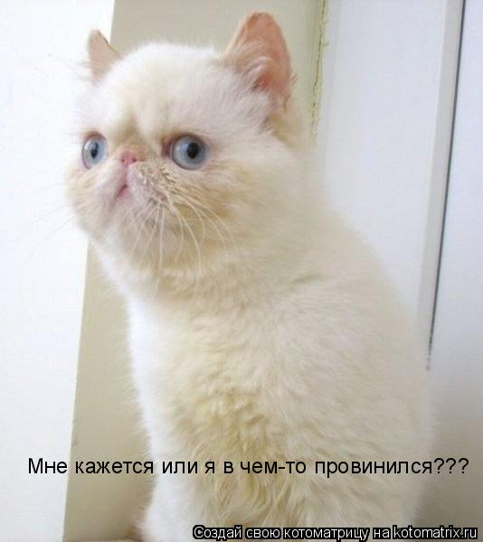 Котоматрица: Мне кажется или я в чем-то провинился???