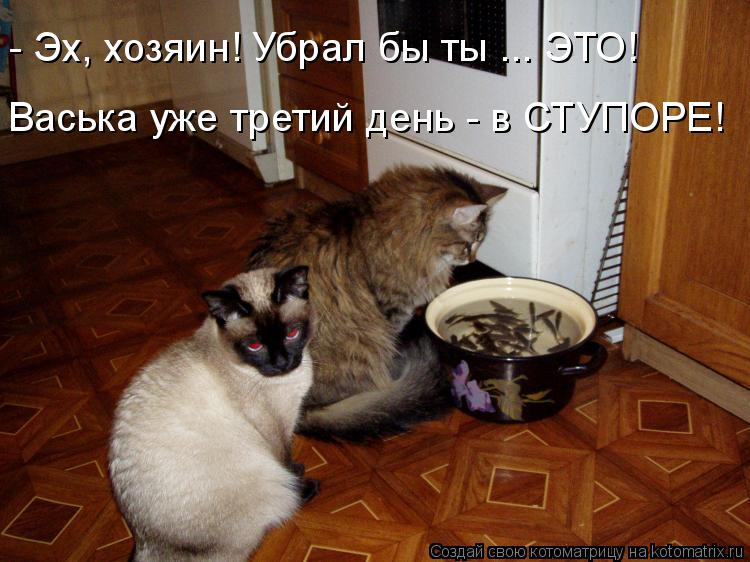 - Эх, хозяин! Убрал бы ты ... ЭТО! Васька уже третий день - в СТУПОРЕ!... Котоматрица: - Эх, хозяин! Убрал бы ты ... ЭТО! Васька уже третий день - в СТУПОРЕ!