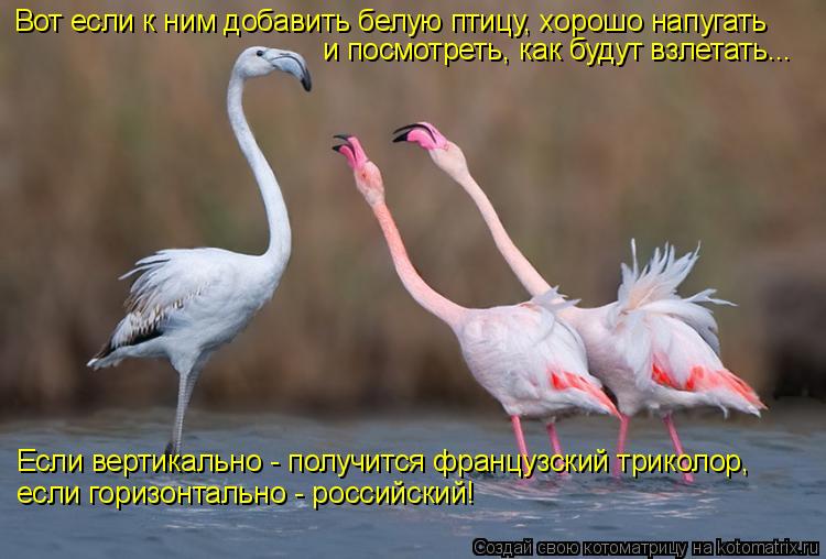 Котоматрица: Вот если к ним добавить белую птицу, хорошо напугать и посмотреть, как будут взлетать... Если вертикально - получится французский триколор, е