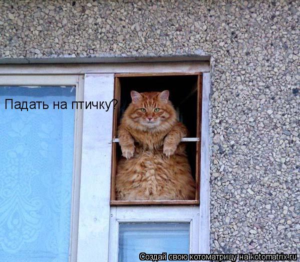 Котоматрица: Падать на птичку?