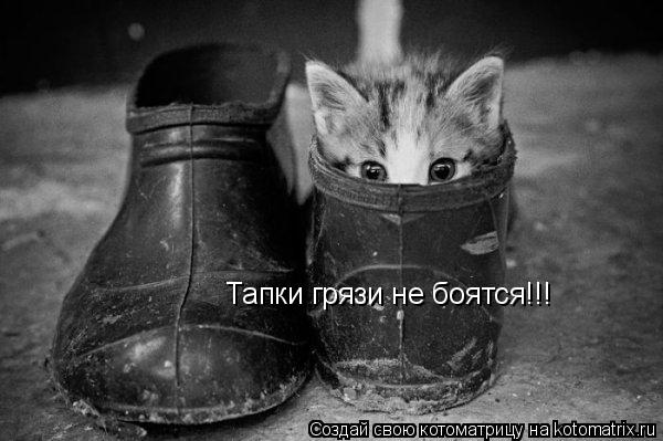 Тапки грязи не боятся!!!... Котоматрица: Тапки грязи не боятся!!!