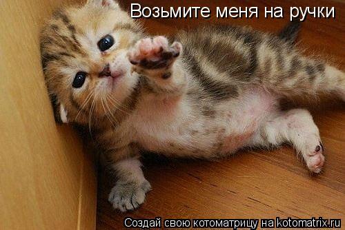 Котоматрица: Возьмите меня на ручки