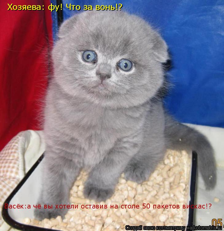 Котоматрица: Хозяева: фу! Что за вонь!? Васёк:а чё вы хотели оставив на столе 50 пакетов вискас!?