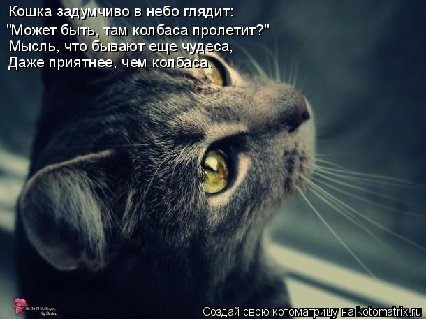 Кошка задумчиво в небо глядит: "Может быть, там колбаса пролетит?" Мысль, что бывают еще чудеса, Даже... Котоматрица: Кошка задумчиво в небо глядит: "Может быть, там колбаса пролетит?" Мысль, что бывают еще чудеса, Даже приятнее, чем колбаса.