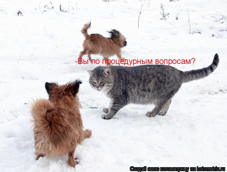 Котоматрица: -Вы по процедурным вопросам?
