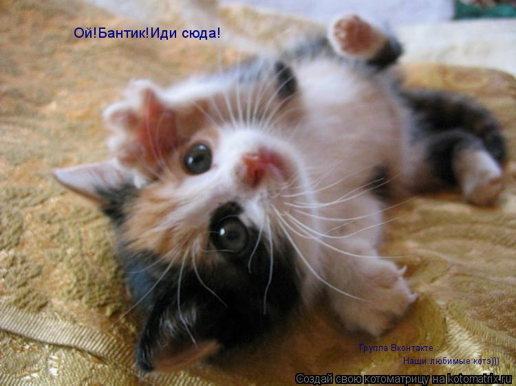 Котоматрица: Ой!Бантик!Иди сюда! Наши любимые котэ))) Группа Вконтакте :