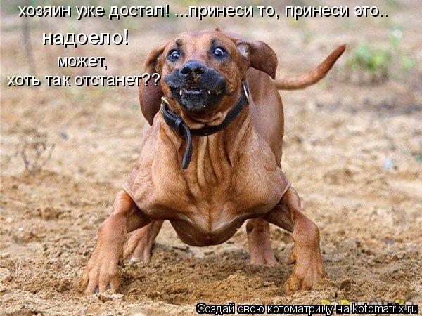 Котоматрица: хозяин уже достал! ...принеси то, принеси это.. надоело!  может,  хоть так отстанет??