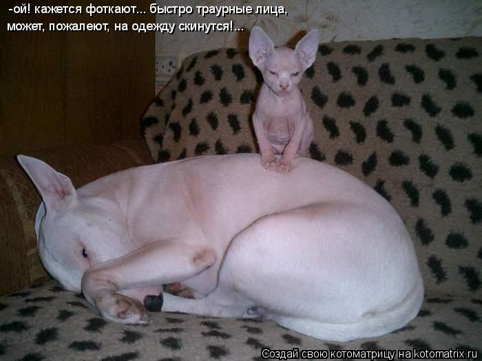 Котоматрица: -ой! кажется фоткают... быстро траурные лица, может, пожалеют, на одежду скинутся!...