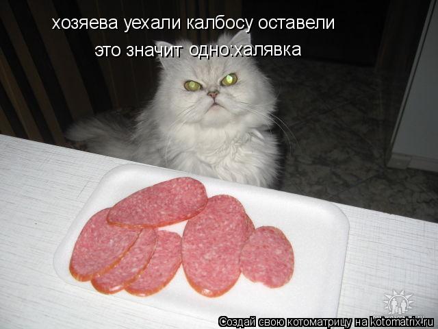 Котоматрица: хозяева уехали калбосу оставели это значит  одно:халявка