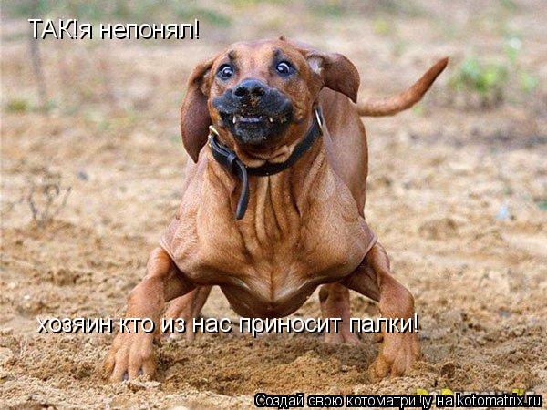 Котоматрица: ТАК!я непонял! хозяин кто из нас приносит палки!