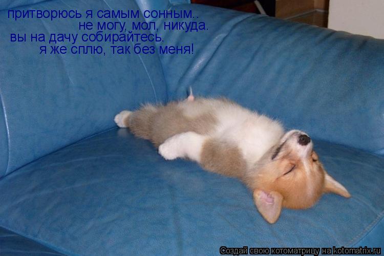 Котоматрица: притворюсь я самым сонным.. не могу, мол, никуда. вы на дачу собирайтесь. я же сплю, так без меня!