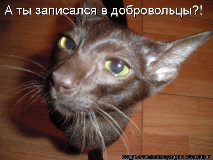Котоматрица: А ты записался в добровольцы?!
