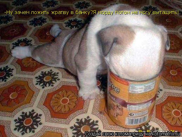 Котоматрица: -Ну зачем ложить жратву в банку?Я морду потом не могу вытащить!