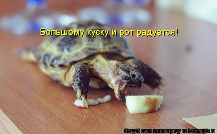 Котоматрица: Большому куску и рот радуется!