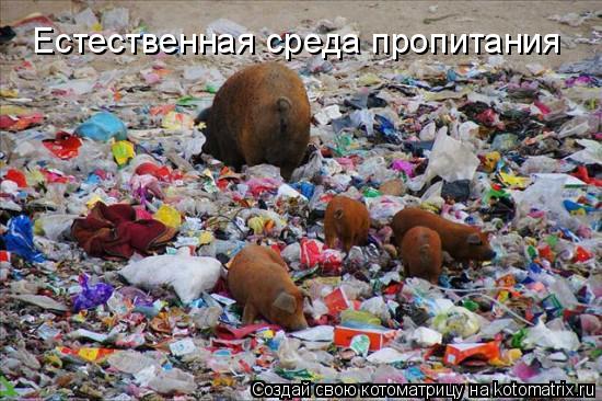 Котоматрица: Естественная среда пропитания